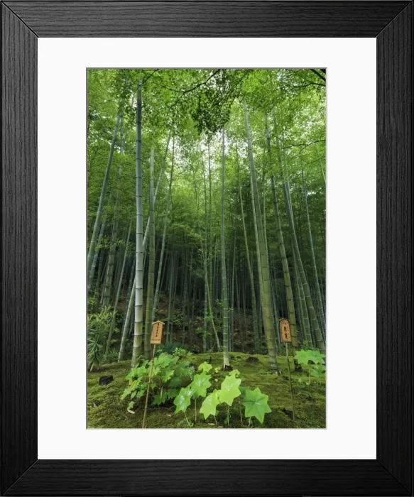 Framed Print : Tenryu-ji temple garden bamboo grove with under-planting in summer, Arashiyama, Kyoto