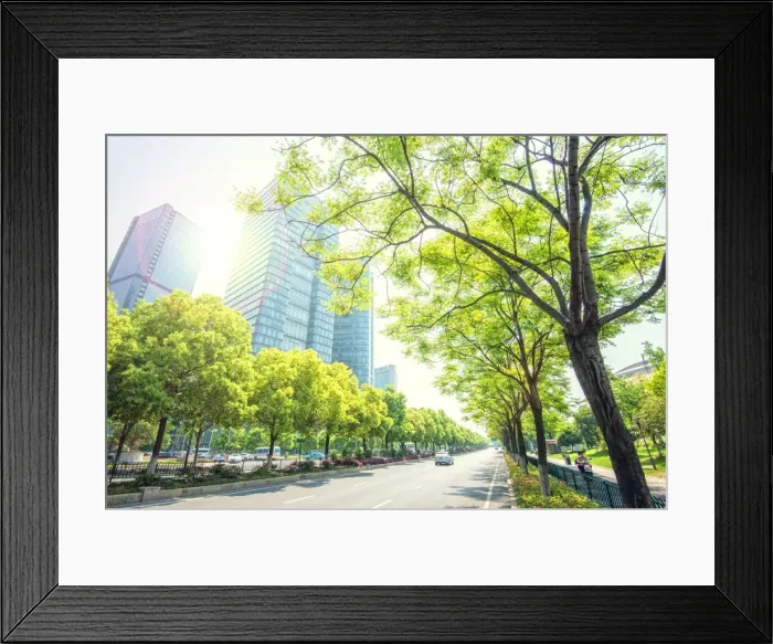 Framed Print : Trees lining the streets in Jianggan New Town, the new business district of Hangzhou City Framed Print : Trees lining the streets in Jianggan New Town, the new business district of Hangzhou City