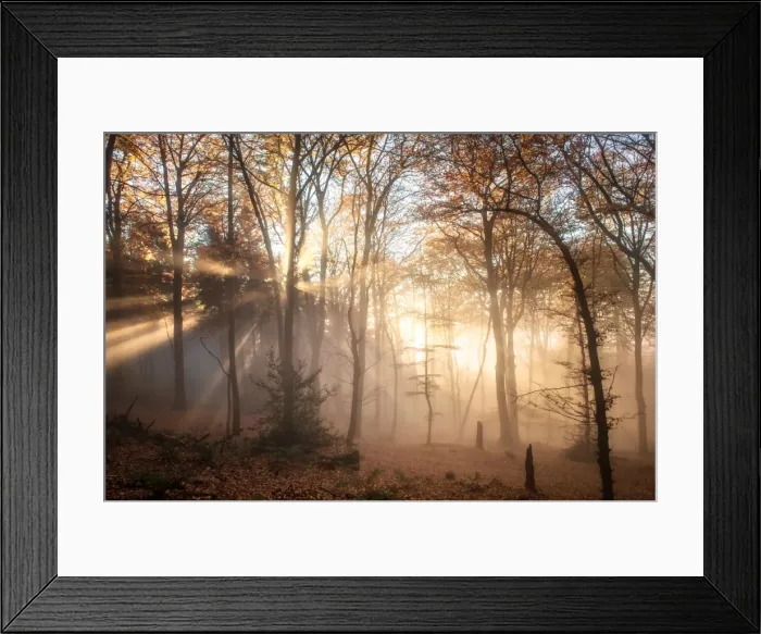Framed Print : Pronounced sun rays in a misty forest scene, Heidelberg area, Baden-Wurttemberg, Germany Framed Print : Pronounced sun rays in a misty forest scene, Heidelberg area, Baden-Wurttemberg, Germany