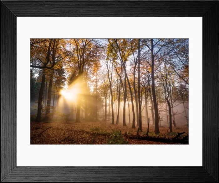 Framed Print : Golden rays cutting through a misty forest, Heidelberg area, Baden-Wurttemberg, Germany Framed Print : Golden rays cutting through a misty forest, Heidelberg area, Baden-Wurttemberg, Germany