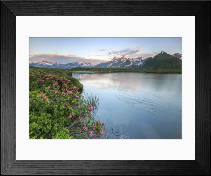 Framed Print : Rhododendrons surround Mount Cardine reflected in Lake Andossi at sunrise, Chiavenna Valley Framed Print : Rhododendrons surround Mount Cardine reflected in Lake Andossi at sunrise, Chiavenna Valley