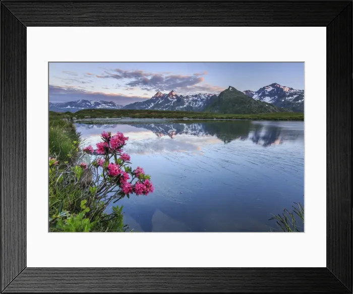 Framed Print : Rhododendrons surround Mount Cardine reflected in Lake Andossi at sunrise, Chiavenna Valley Framed Print : Rhododendrons surround Mount Cardine reflected in Lake Andossi at sunrise, Chiavenna Valley