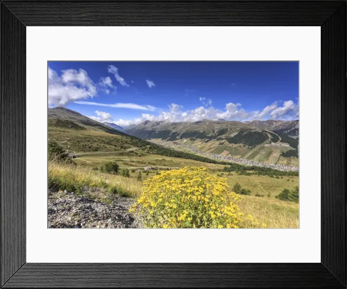 Framed Print : Summer flowers, Minor Valley, High Valtellina, Livigno, Lombardy, Italy, Europe Framed Print : Summer flowers, Minor Valley, High Valtellina, Livigno, Lombardy, Italy, Europe