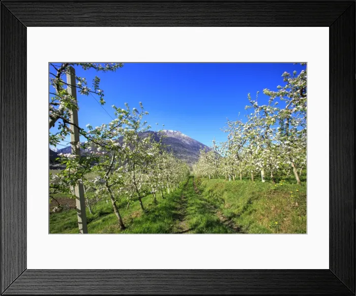 Framed Print : Flowering apple orchards, Villa of Tirano, Province of Sondrio, Valtellina, Lombardy