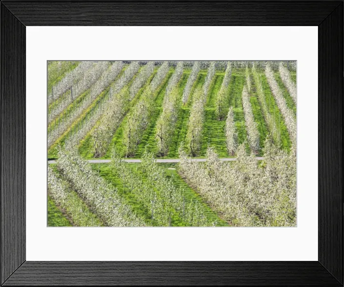 Framed Print : Flowering apple orchards, Villa of Tirano, Province of Sondrio, Valtellina, Lombardy Framed Print : Flowering apple orchards, Villa of Tirano, Province of Sondrio, Valtellina, Lombardy
