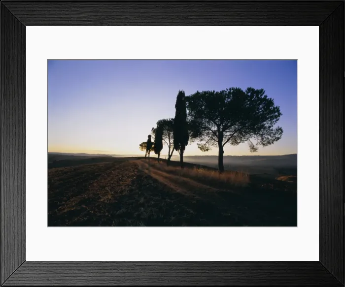 Framed Print : Landscape with cypress trees and parasol pines Framed Print : Landscape with cypress trees and parasol pines