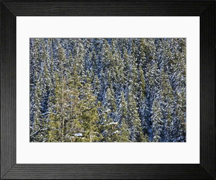 Framed Print : Snowy woods around Julierpass, Albula District, Canton of Graubunden, Switzerland, Europe Framed Print : Snowy woods around Julierpass, Albula District, Canton of Graubunden, Switzerland, Europe