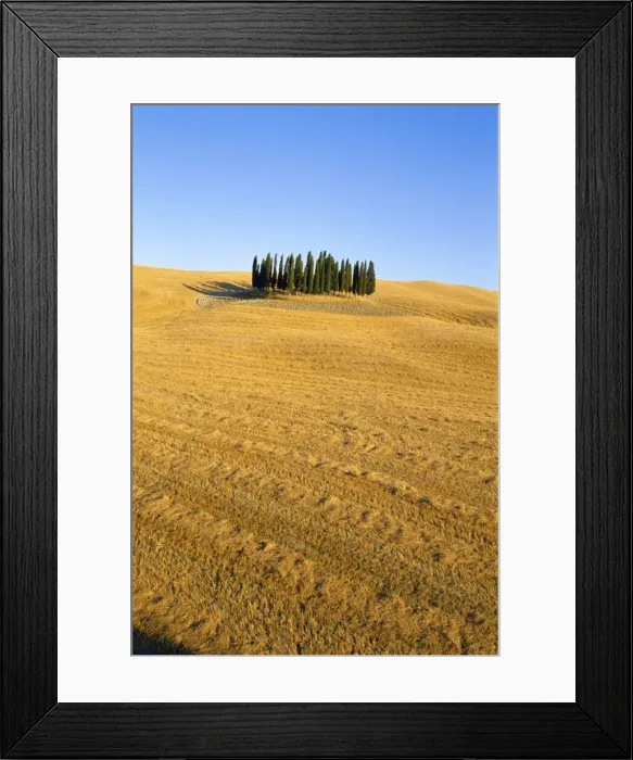 Framed Print : Copse of Cypress trees in a harvested field in Summer Framed Print : Copse of Cypress trees in a harvested field in Summer