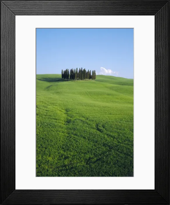 Framed Print : Copse of Cypress trees in a field in Spring Framed Print : Copse of Cypress trees in a field in Spring