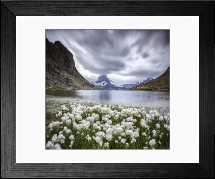 Framed Print : Cotton grass on lake Riffelsee while a thunderstorm hits the Matterhorn, Zermatt Framed Print : Cotton grass on lake Riffelsee while a thunderstorm hits the Matterhorn, Zermatt