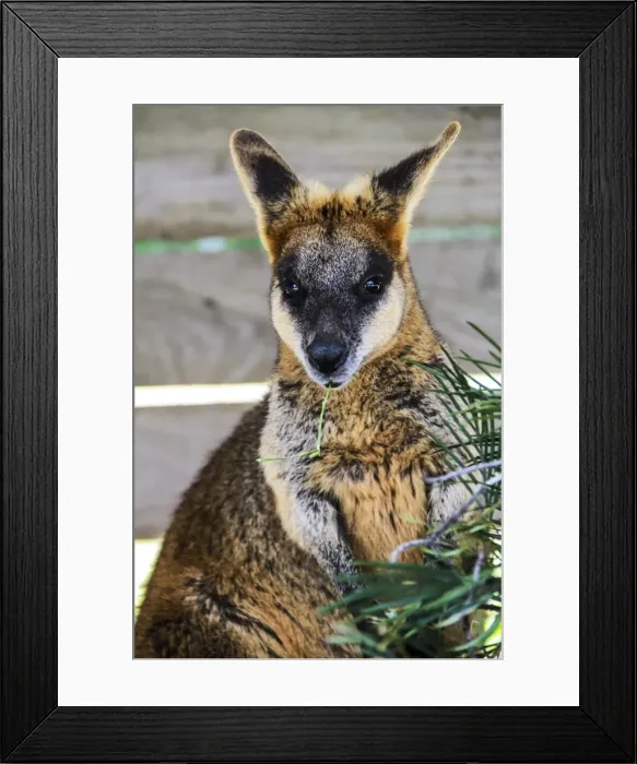 Framed Print : Kangaroo eating and looking at the camera, Queensland, Australia Pacific Framed Print : Kangaroo eating and looking at the camera, Queensland, Australia Pacific