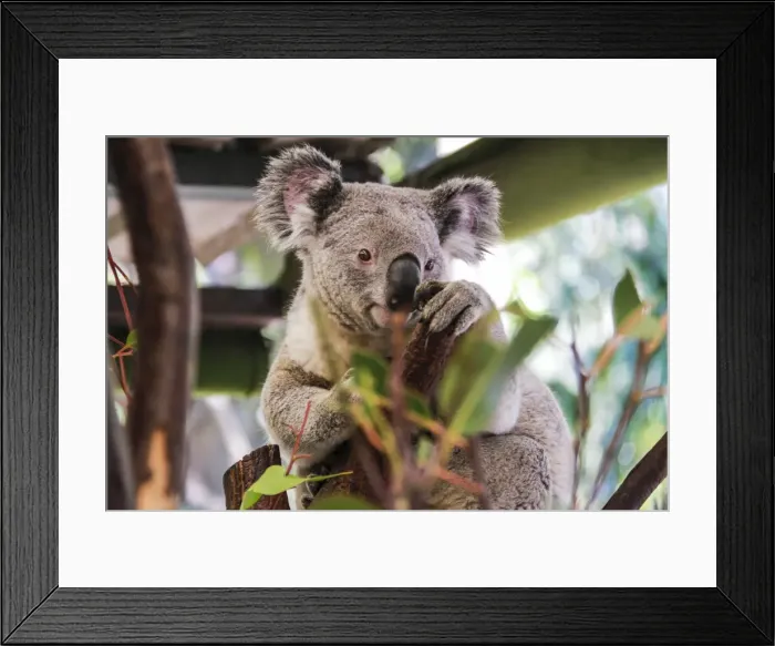 Framed Print : Beautiful and awake koala, Queensland, Australia, Pacific Framed Print : Beautiful and awake koala, Queensland, Australia, Pacific