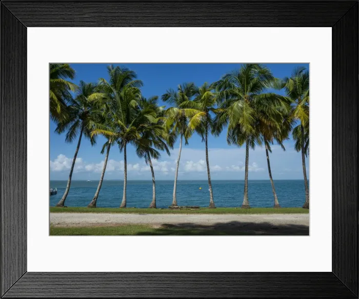 Framed Print : Palm tree line, Royal Island, Iles du Salut, Devils Island, French Guiana, Department of France Framed Print : Palm tree line, Royal Island, Iles du Salut, Devils Island, French Guiana, Department of France