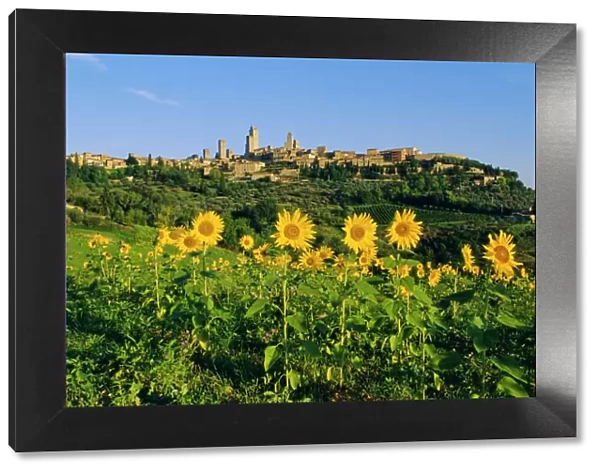 San Gimignano and field of sunflowers