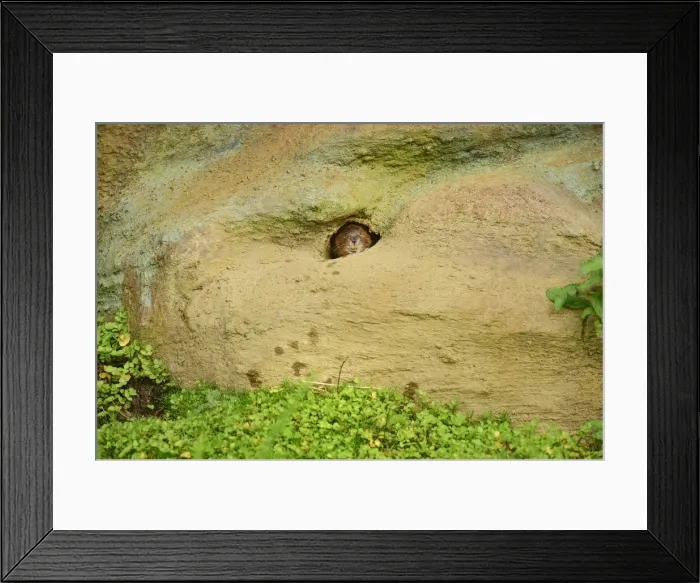 Framed Print : Water vole (Arvicola amphibius), Devon, England, United Kingdom, Europe Framed Print : Water vole (Arvicola amphibius), Devon, England, United Kingdom, Europe