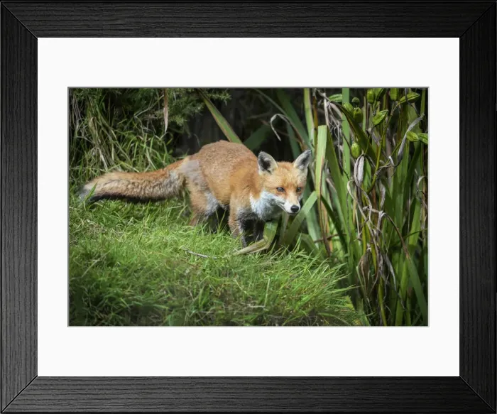 Framed Print : Red fox (Vulpes vulpes), Devon, England, United Kingdom, Europe Framed Print : Red fox (Vulpes vulpes), Devon, England, United Kingdom, Europe