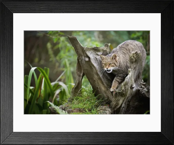 Framed Print : Scottish wildcat (Felix silvestris), Devon, England, United Kingdom, Europe Framed Print : Scottish wildcat (Felix silvestris), Devon, England, United Kingdom, Europe