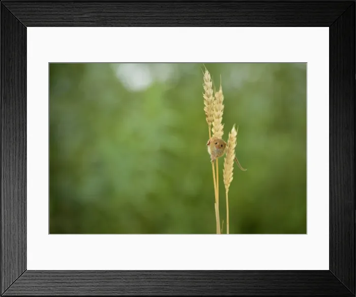 Framed Print : Harvest Mouse (Micromys minutus), Devon, England, United Kingdom, Europe Framed Print : Harvest Mouse (Micromys minutus), Devon, England, United Kingdom, Europe