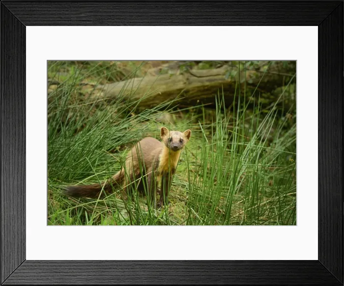 Framed Print : Pine marten (Martes martes), Devon, England, United Kingdom, Europe Framed Print : Pine marten (Martes martes), Devon, England, United Kingdom, Europe