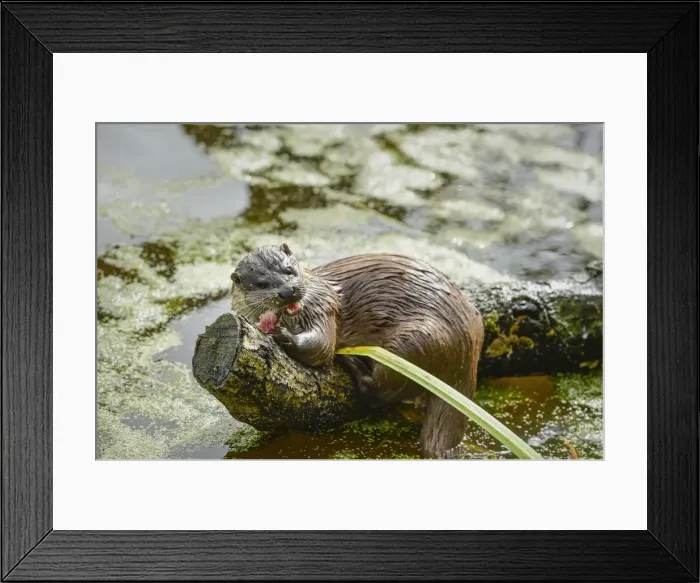 Framed Print : Otter (Lutra lutra), Devon, England, United Kingdom, Europe