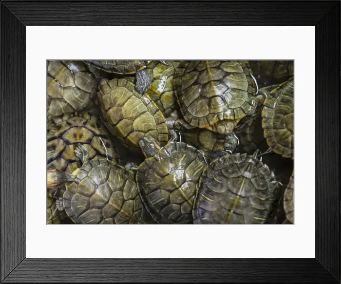 Framed Print : Terrapins at market, Guilin, Guangxi, China, Asia Framed Print : Terrapins at market, Guilin, Guangxi, China, Asia