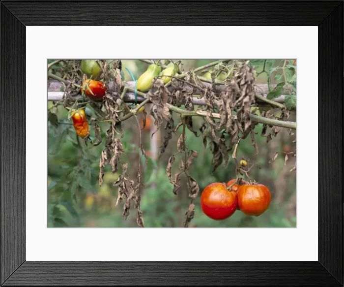 Framed Print : Tomatoes, Tuscany Framed Print : Tomatoes, Tuscany