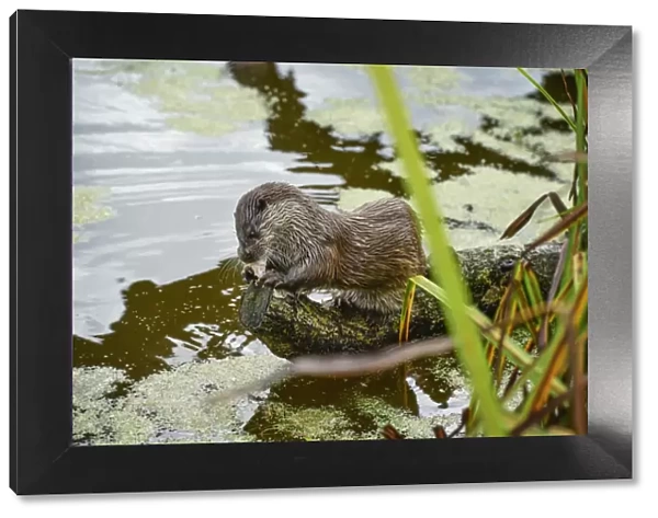 Otter, (Lutra lutra), Devon, United Kingdom, Europe