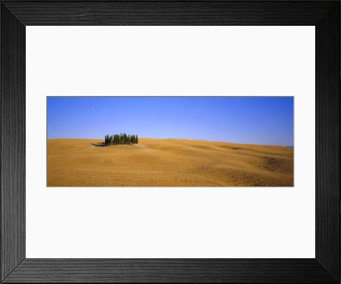 Framed Print : Copse of Cypress trees Framed Print : Copse of Cypress trees