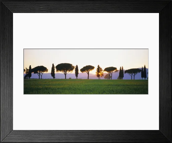 Framed Print : Rows of Cypress and Parasol Pine trees Framed Print : Rows of Cypress and Parasol Pine trees