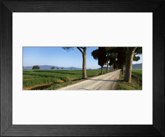 Framed Print : Parasol prines and cypress trees Framed Print : Parasol prines and cypress trees