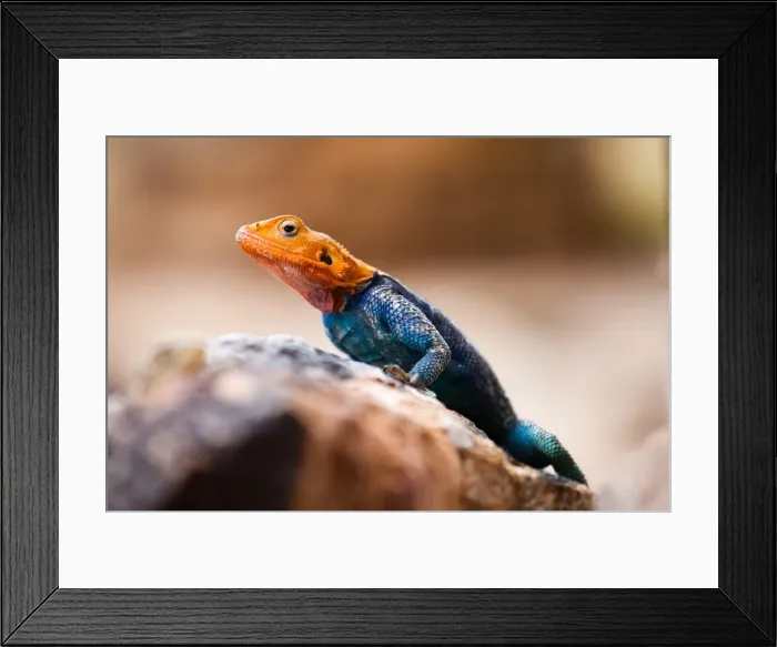 Framed Print : Kenyan rock agama lizard (Agama lionotus), Kenya, East Africa, Africa Framed Print : Kenyan rock agama lizard (Agama lionotus), Kenya, East Africa, Africa