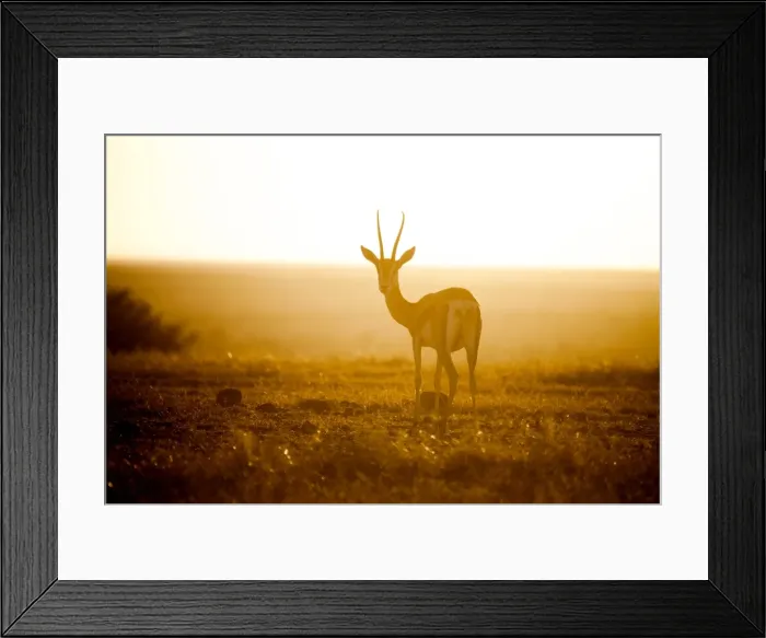 Framed Print : Springbok at sunset, Kenya, East Africa, Africa Framed Print : Springbok at sunset, Kenya, East Africa, Africa