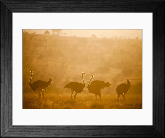 Framed Print : Ostriches (Struthio camelus) at sunset, Kenya, East Africa, Africa Framed Print : Ostriches (Struthio camelus) at sunset, Kenya, East Africa, Africa