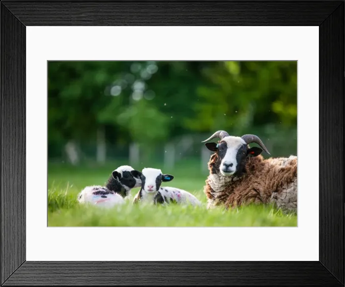 Framed Print : Spring lambs, Dorset, England, United Kingdom, Europe Framed Print : Spring lambs, Dorset, England, United Kingdom, Europe