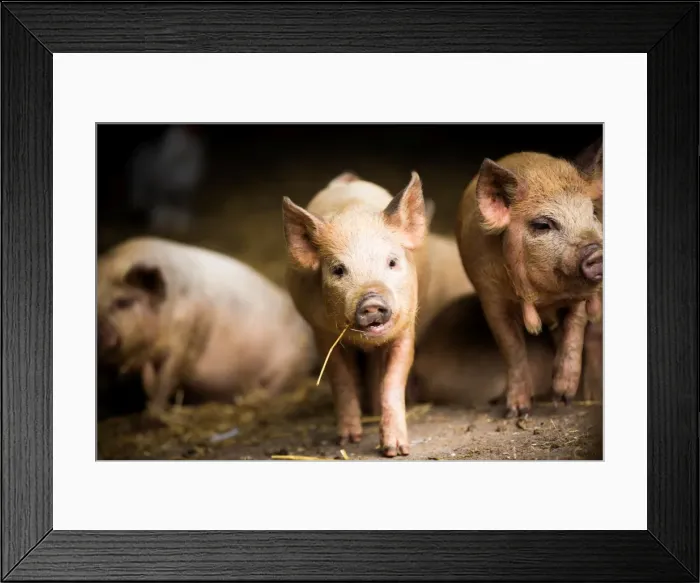 Framed Print : Piglet, Hertfordshire, England, United Kingdom, Europe Framed Print : Piglet, Hertfordshire, England, United Kingdom, Europe