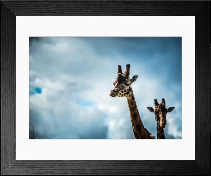 Framed Print : Girraffe (Giraffa camelopardalis) in captivity, United Kingdom, Europe Framed Print : Girraffe (Giraffa camelopardalis) in captivity, United Kingdom, Europe