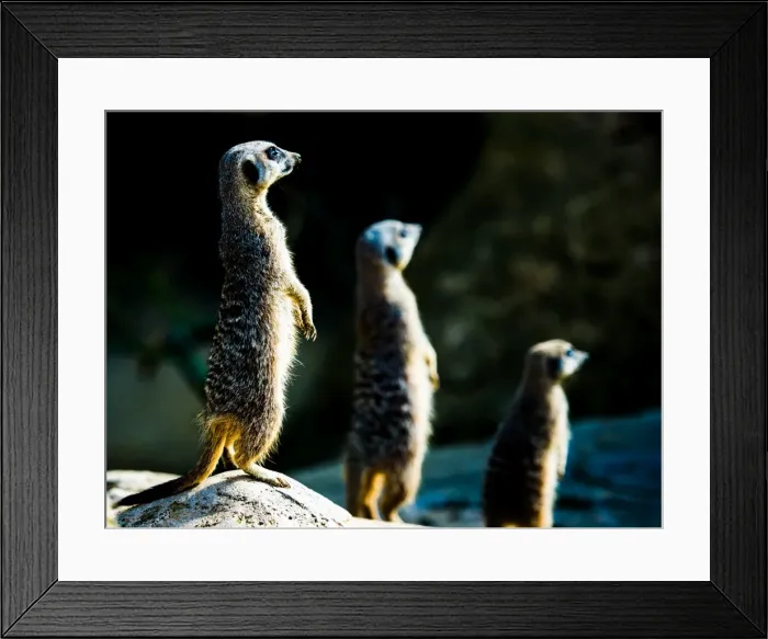 Framed Print : Meerkats (Suricata suricatta) in captivity, United Kingdom, Europe Framed Print : Meerkats (Suricata suricatta) in captivity, United Kingdom, Europe