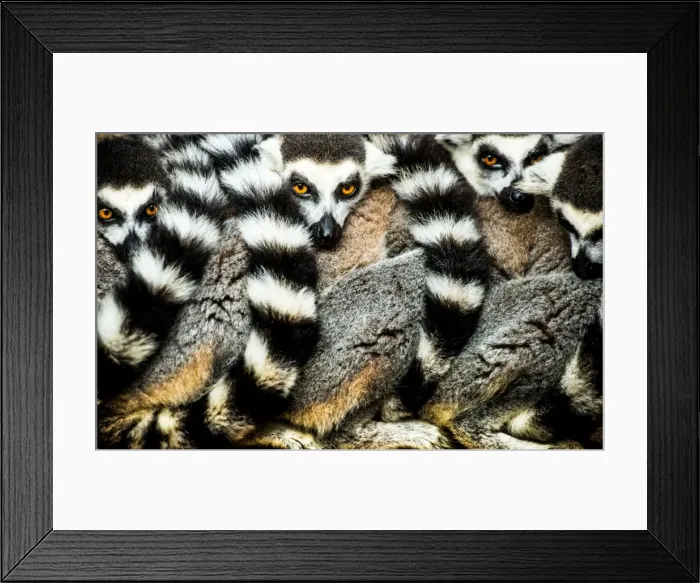 Framed Print : Lemurs (Lemuroidea), Cotswold Safari Park, Oxfordshire, England, United Kingdom, Europe Framed Print : Lemurs (Lemuroidea), Cotswold Safari Park, Oxfordshire, England, United Kingdom, Europe