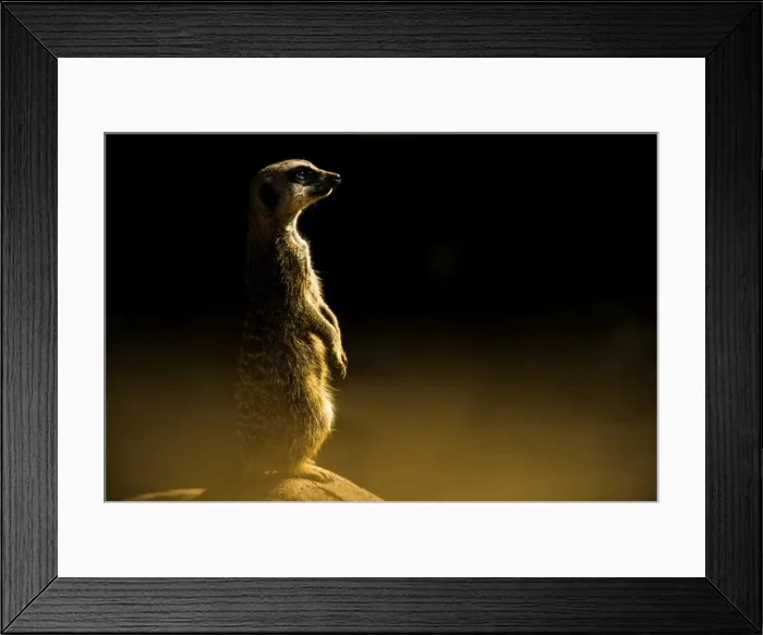 Framed Print : Meerkat (Suricata suricatta), in captivity, United Kingdom, Europe Framed Print : Meerkat (Suricata suricatta), in captivity, United Kingdom, Europe
