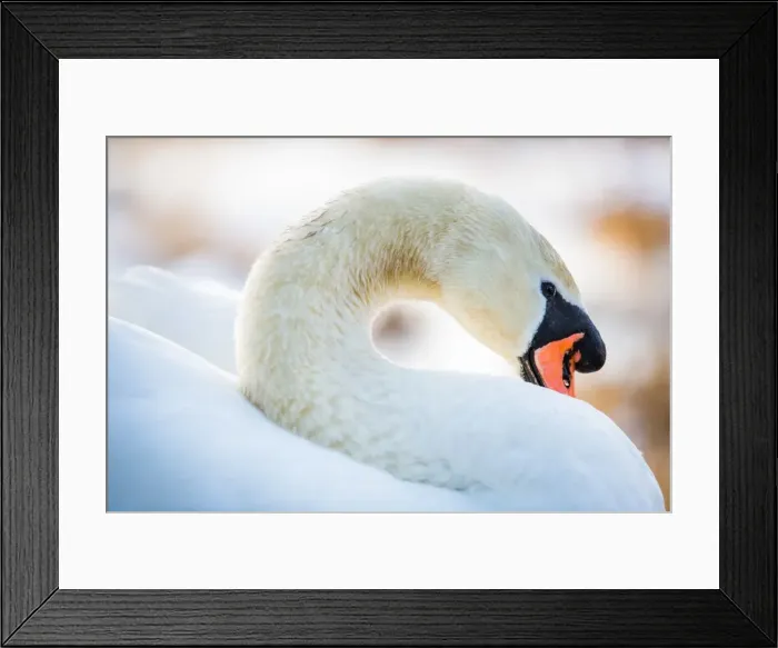 Framed Print : Swan in the morning light, United Kingdom, Europe
