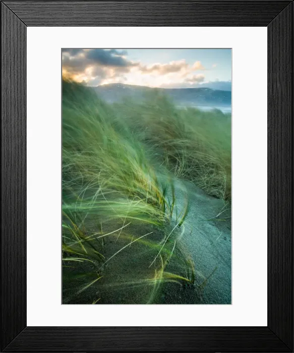 Framed Print : Marram grass blows in the wind, Harlech, Gwynedd, Wales, United Kingdom, Europe Framed Print : Marram grass blows in the wind, Harlech, Gwynedd, Wales, United Kingdom, Europe