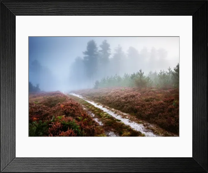 Framed Print : Moreton Forest, Dorset, England, United Kingdom, Europe Framed Print : Moreton Forest, Dorset, England, United Kingdom, Europe