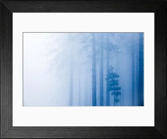 Framed Print : Moreton Forest, Dorset, England, United Kingdom, Europe Framed Print : Moreton Forest, Dorset, England, United Kingdom, Europe