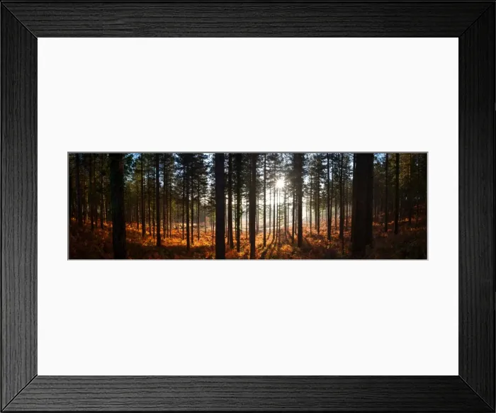 Framed Print : Moreton Forest, Dorset, England, United Kingdom, Europe Framed Print : Moreton Forest, Dorset, England, United Kingdom, Europe