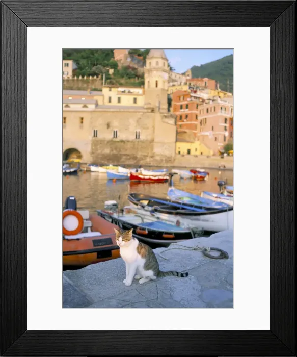 Framed Print : Cat by harbour Framed Print : Cat by harbour