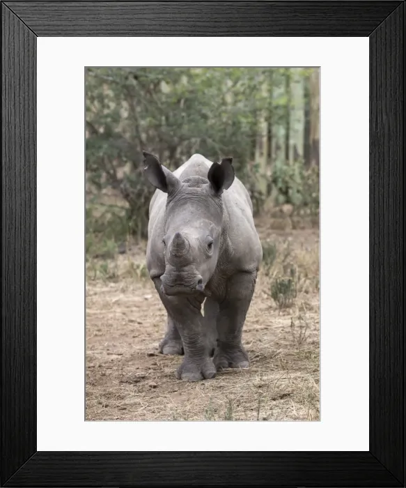 Framed Print : Ithuba, white rhino calf (Ceratotherium simum) orphaned by poaching, Thula Thula Rhino Orphanage Framed Print : Ithuba, white rhino calf (Ceratotherium simum) orphaned by poaching, Thula Thula Rhino Orphanage