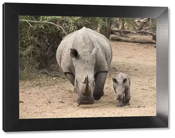 White rhino (Ceratotherium simum) with calf, Kumasinga water hole, Mkhuze game reserve