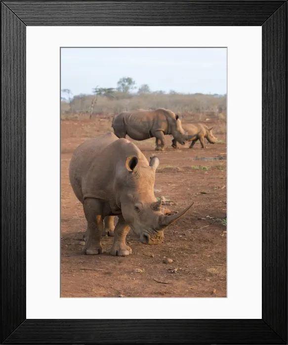 Framed Print : White rhinos (Ceratotherium simum), Zimanga private game reserve, KwaZulu-Natal, South Africa Framed Print : White rhinos (Ceratotherium simum), Zimanga private game reserve, KwaZulu-Natal, South Africa