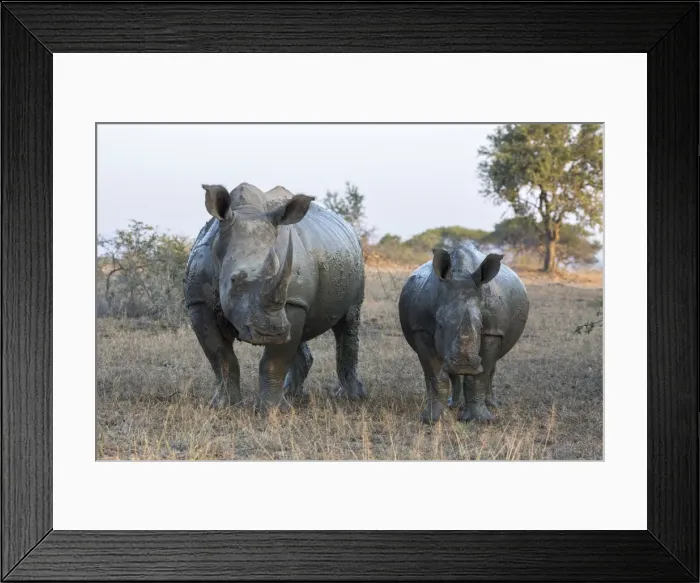 Framed Print : White rhino (Ceratotherium simum) with calf, Hluhluwe-iMfolozi game reserve, KwaZulu-Natal Framed Print : White rhino (Ceratotherium simum) with calf, Hluhluwe-iMfolozi game reserve, KwaZulu-Natal