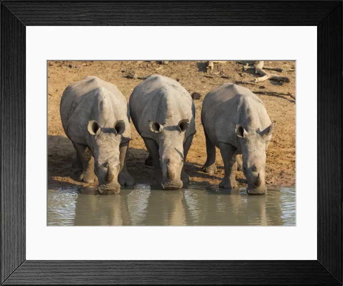 Framed Print : White rhinos (Ceratotherium simum) drinking, Kumasinga water hole, Mkhuze game reserve Framed Print : White rhinos (Ceratotherium simum) drinking, Kumasinga water hole, Mkhuze game reserve
